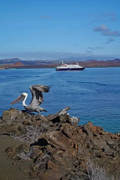 Cruising in the Galapagos - Brown Pelican on shore of Sullivan Bay