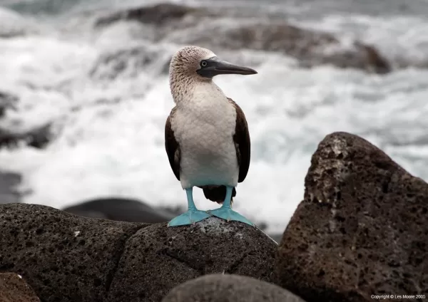 Blue Footed Booby on North Seymour