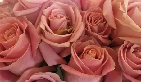 Roses - one of Ecuador's main exports