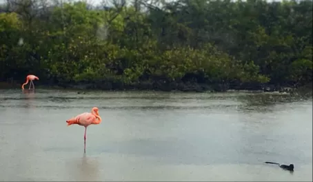 Only about 200 flamingos in the Galapagos, and I saw 2 of them! Along with an iguana