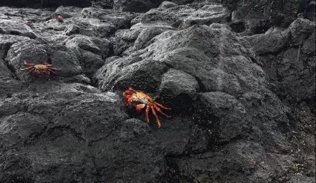 Most colorful crabs ever, popping against the lava rocks