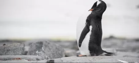 Gentoo Penguin getting pretty.