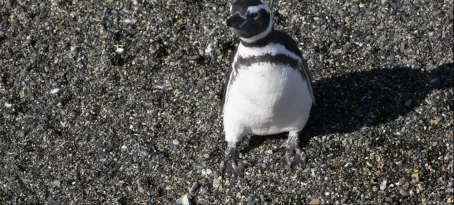 Ushuaian penguin