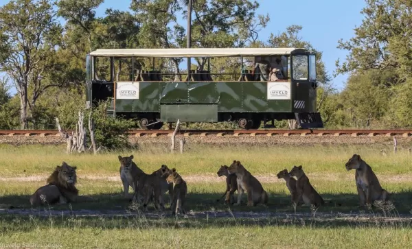 Lions relax along the train tracks in Hwange