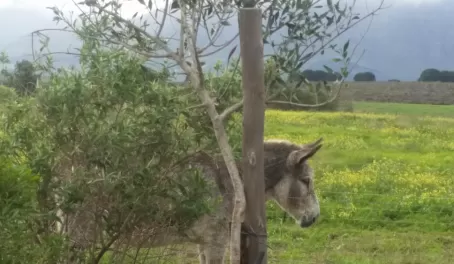 Donkey at Spier Winery