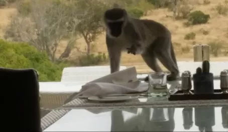 Monkey on the outdoor dining balcony Leopard Hills