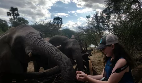 Feeding elephants, Elephant Encounter Victoria Falls