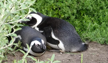South African Penguins Cape Peninsula
