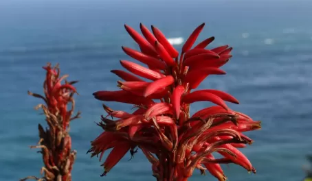Flower at Cape Point