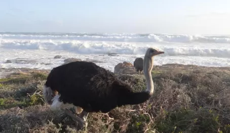 Ostrich on Cape Peninsula