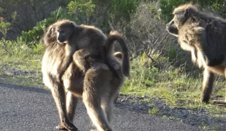 Baboons on Cape Peninsula