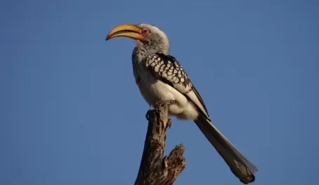Red Billed Hornbill at Thornybush Reserve