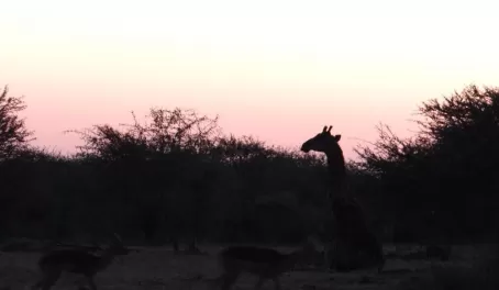 Giraffe at sunrise Thornybush Reserve
