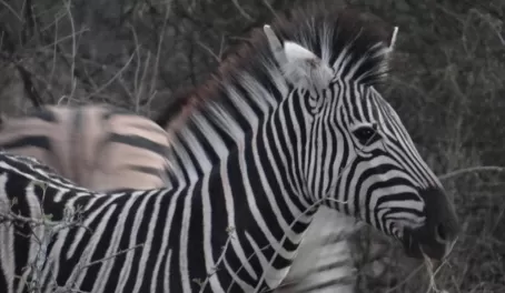 Zebra at Thornybush Reserve