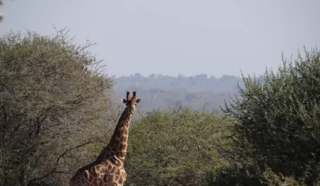 Giraffe during Walking Safari