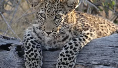 Leopard Cub Thornybush Reserve