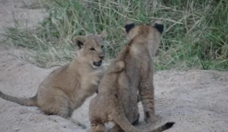 Lion Cubs Thornybush Reserve
