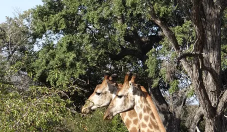 Giraffe Thornybush Reserve