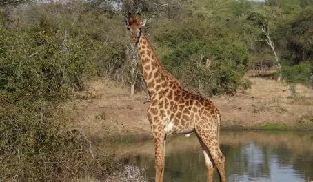 Giraffe Thornybush Reserve