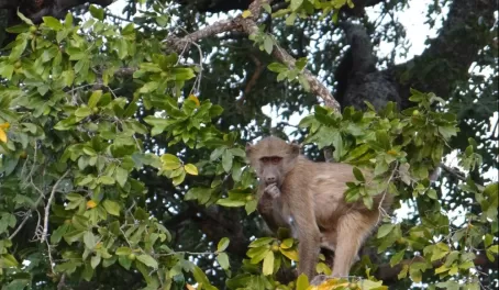 Monkey Thornybush Reserve