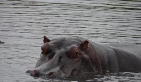 Hippo in Sabi Sands Reserve