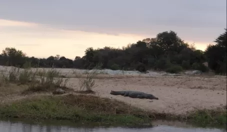 Crocodile in Sabi Sands Reserve