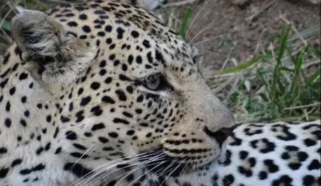 Leopard in Sabi Sands Reserve
