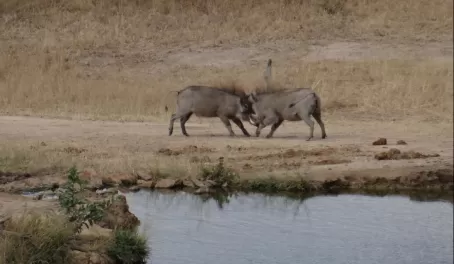 Warthogs at watering hole Leopard Hills