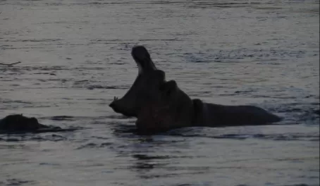 Hippo on our Zambezi River cruise
