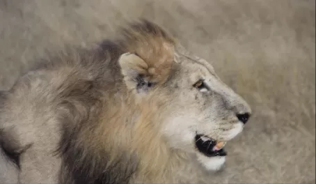 Lion in Sabi Sands Reserve