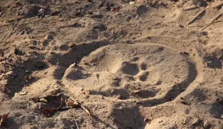 Tracking Leopards at Thornybush Reserve