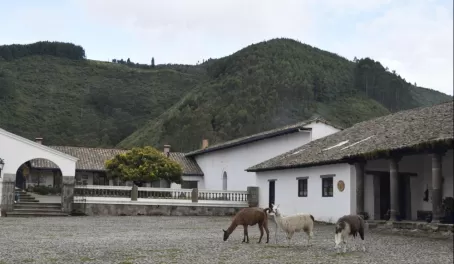 Llamas grazing in the courtyard