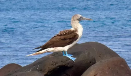 Blue-footed boobies, gotta check them off the list!