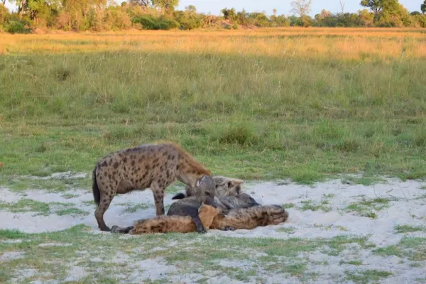 A cackle of hyena -- notice the female with missing ears