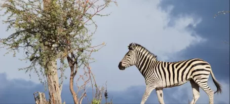 Zebra at Makgadikgadi Pans National Park