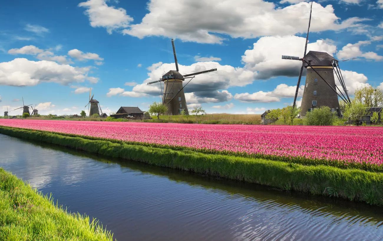 Colorful tulips in the Netherlands