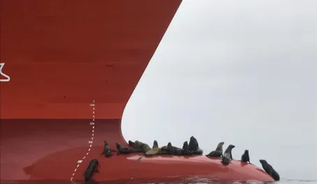 Sea Lions will group on anything