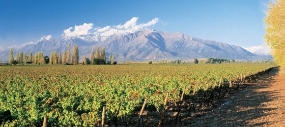 Visit vineyards during wine tours near Santiago de Chile