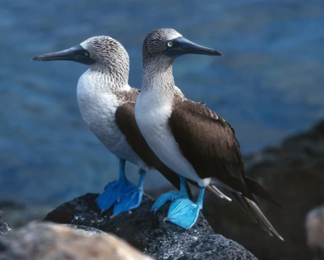 Blue-footed boobies perched on volcanic rocks