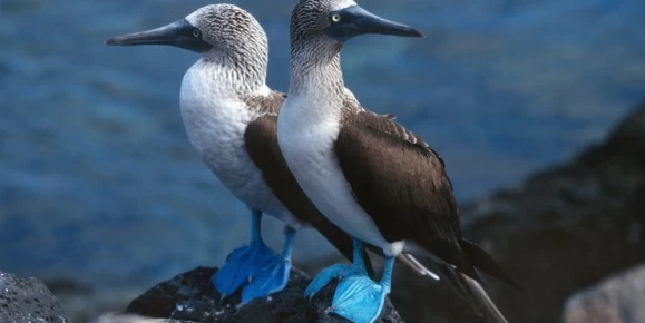 Blue-footed boobies perched on volcanic rocks