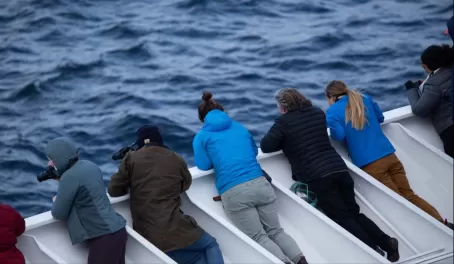 RCGS Resolute passengers peer over the edge of the ship to get a glimpse of the orcas