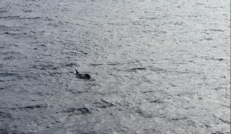 Orca sighting!