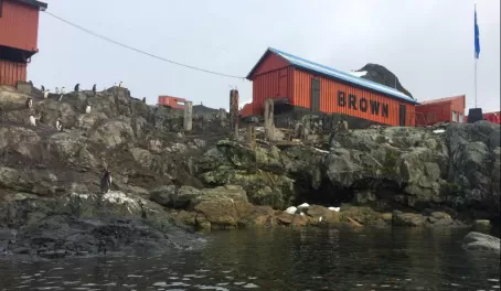 Gentoo penguins hang out at Almirante Brown Station