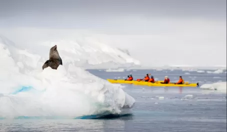 Kayakers check out a fur seal in Wilhelmina Bay