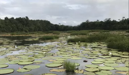 Ponds like this are a great place to spot birds, caimans, and the largest lily pad species in the world