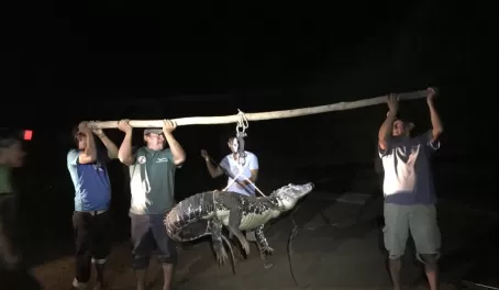 It takes three men to lift and weigh this 9 foot caiman