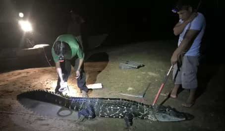 For research purposes, you can help capture and tag wild caiman