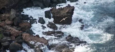 Booby flying over a rocky coast