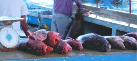 Fish market, with sea lion and pelican helping out