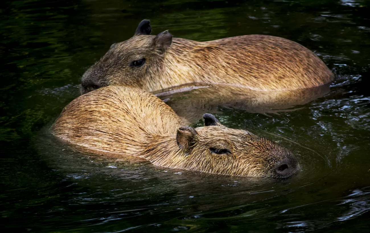 Capybaras in the water